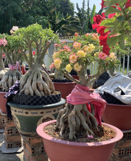 HOA SỨ 020