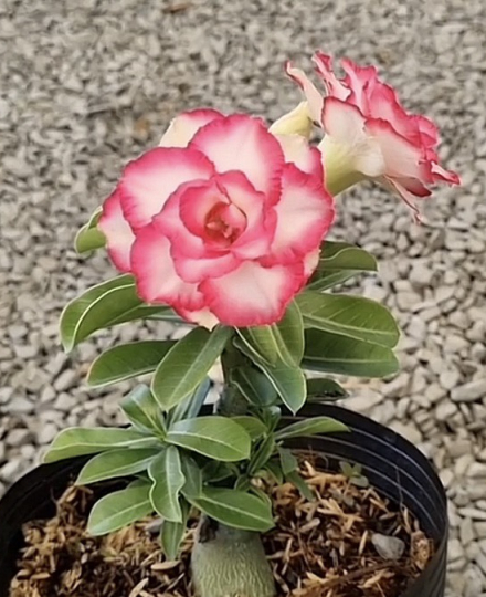HOA SỨ 006
