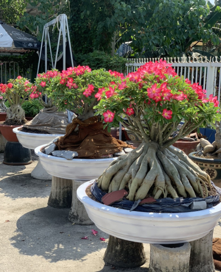 HOA SỨ 013