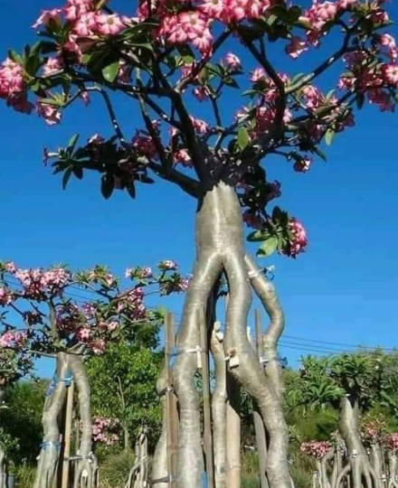 HOA SỨ 064