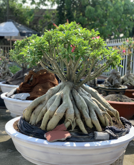 HOA SỨ 018