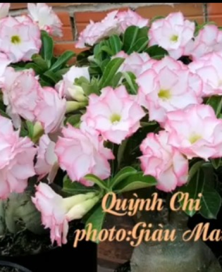 HOA SỨ 040