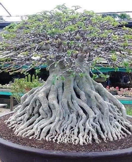 HOA SỨ 069