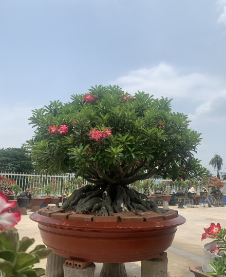 HOA SỨ 023